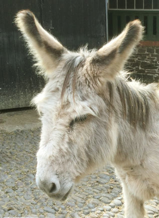 grey donkey Charlie