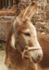 donkey Kadina.