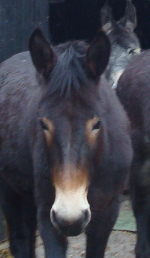 mule Molly