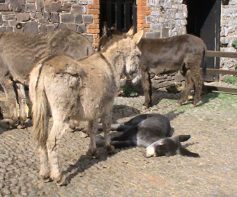 foal asleep on side 