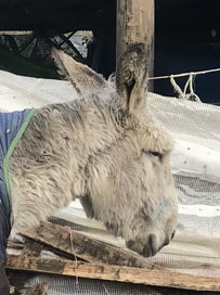 Big grey donkey Samson.