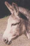 donkey Shamrock