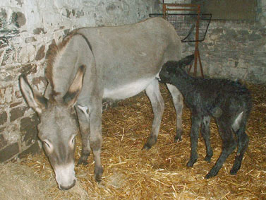 with new foal 2 