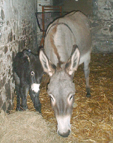 with new foal 1 