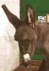 baby donkey Symon