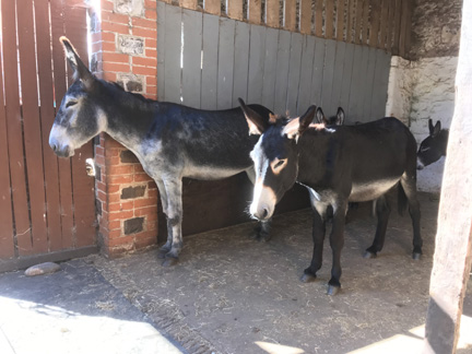 2 donkeys standing in a cool back shed 