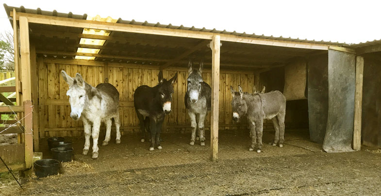 5 donkeys in their new shed