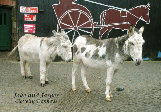 2 donkeys standing in line by the donkey and cart mural 
