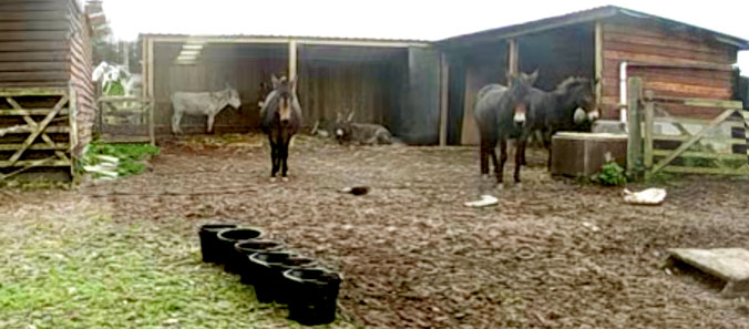 The donkeys in their new yard at Highford 