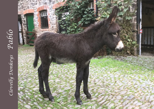 Baby donkey Pablo in the yard 