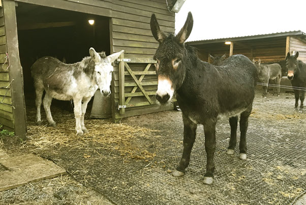 2 donkeys in front of their new shed at Highford