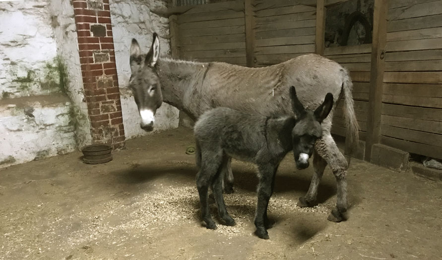 Mother donkey with her new baby 