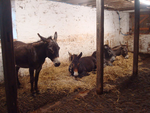 3 donkeys sleeping in a back shed with another keeping watch 