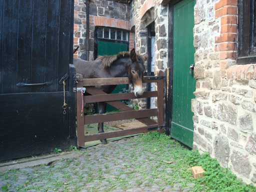 Molly looking over the small gate 