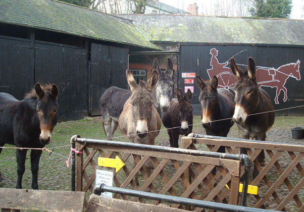  6 donkeys looking over the yard barriers